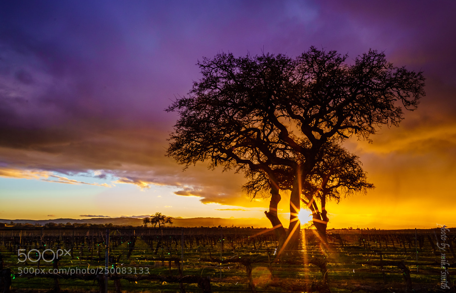 Sony a7R II sample photo. Sunset wine country photography