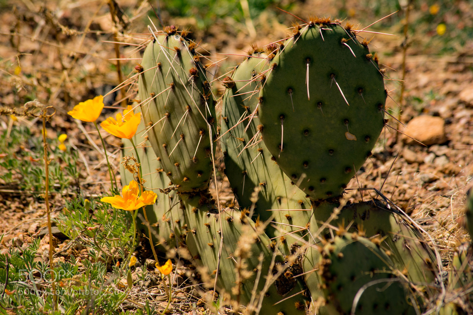 Nikon D7100 sample photo. Desert plants photography