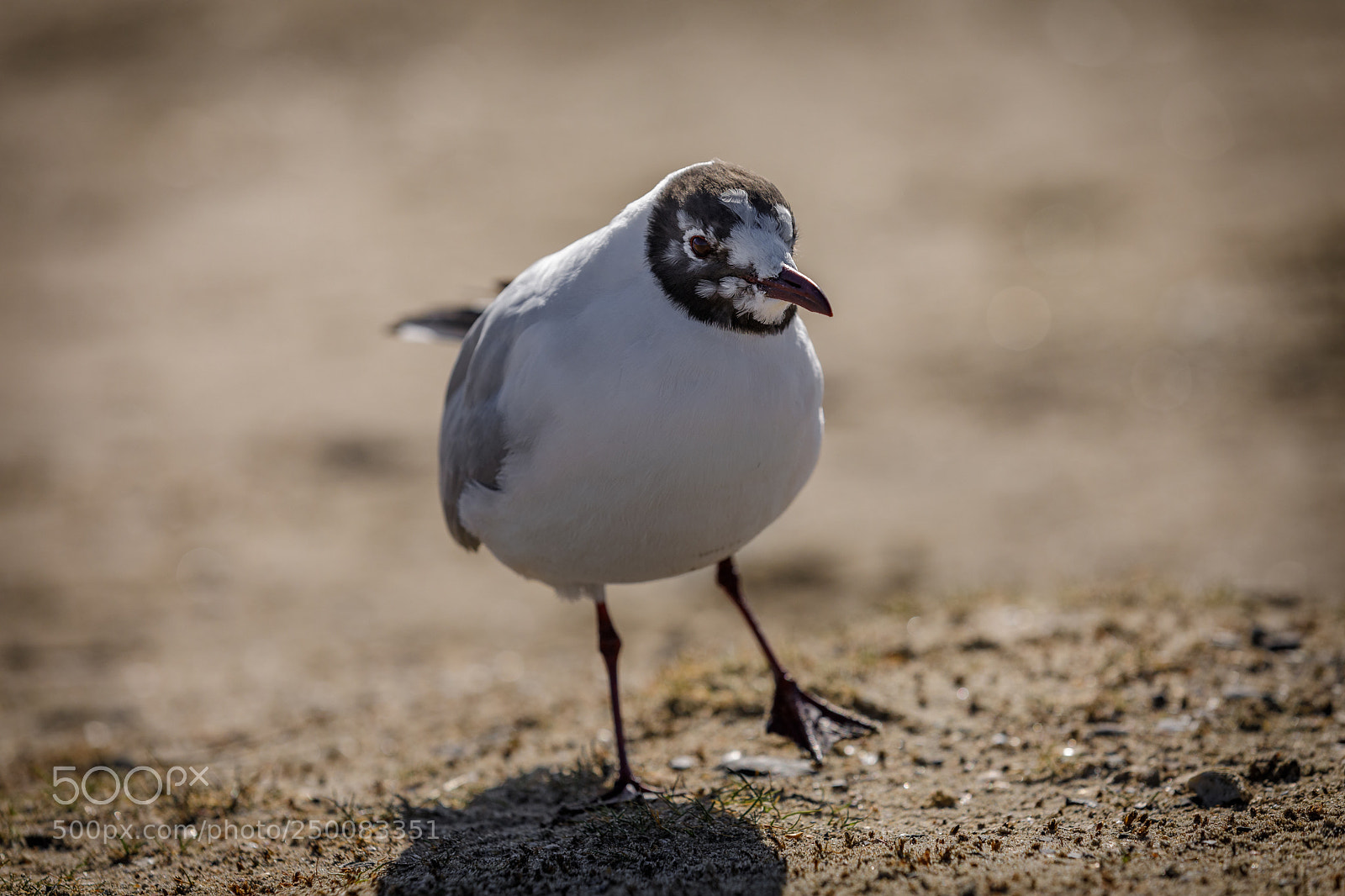 Canon EOS 5D Mark IV sample photo. Lachmöwe photography