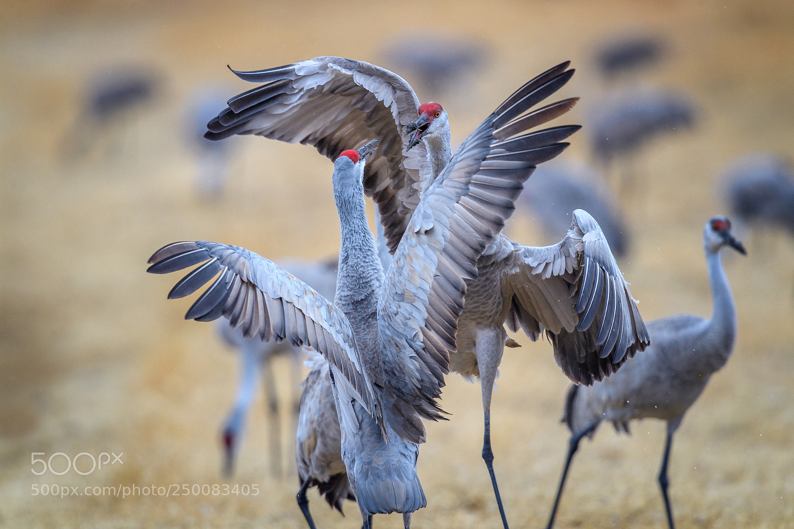Nikon D5 sample photo. Altercation between two sandhill photography