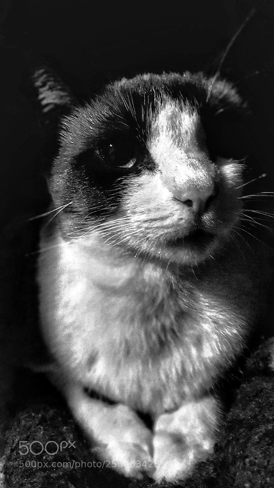 Samsung Galaxy S7 sample photo. Untitled photography