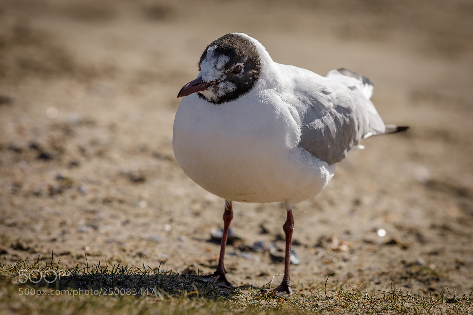 Canon EOS 5D Mark IV sample photo. Kokmeeuw photography
