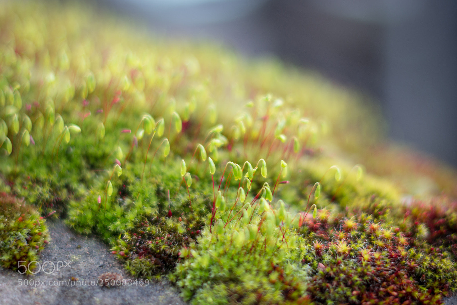 Nikon D7100 sample photo. Keep experimenting with macro photography