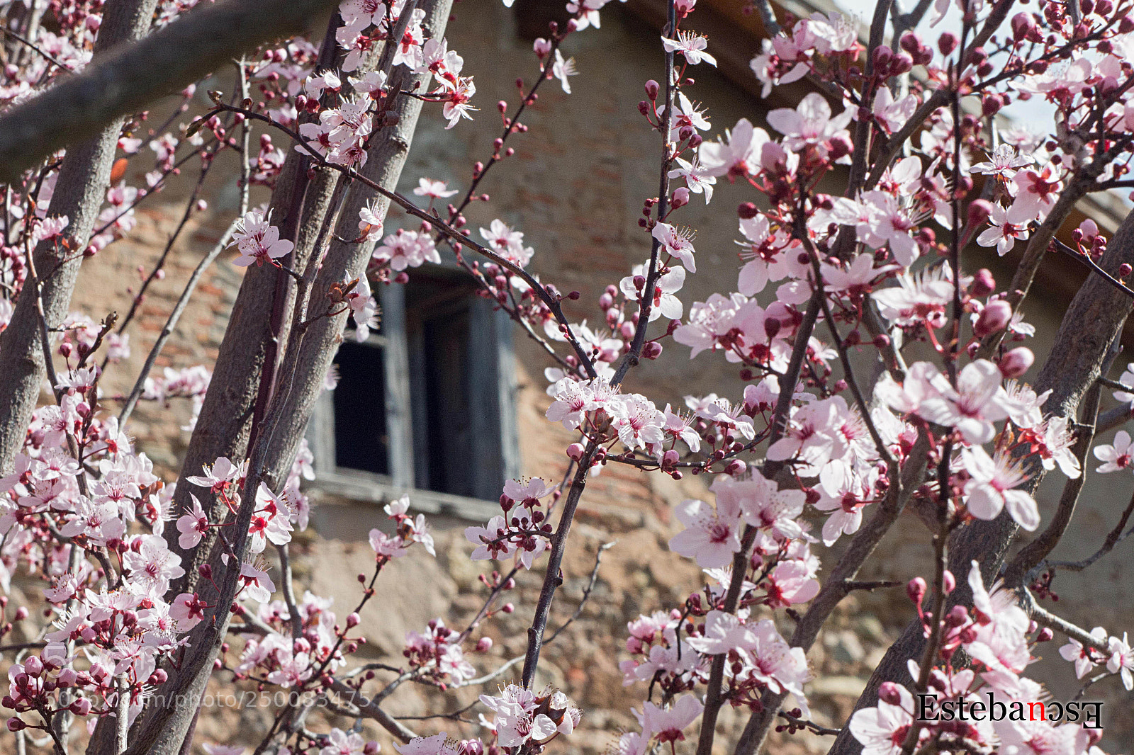 Canon EOS 70D sample photo. Flowers photography