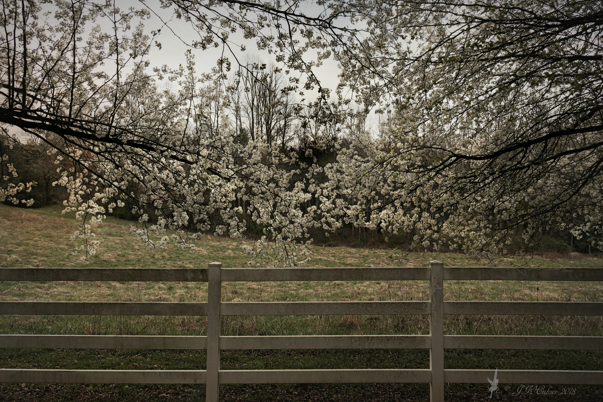 Canon EOS 77D (EOS 9000D / EOS 770D) sample photo. Through the blossoms photography