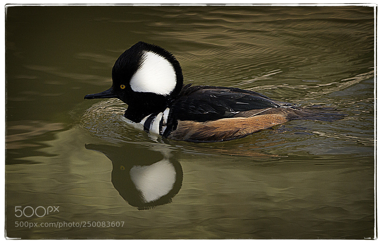 Canon EOS 7D sample photo. Hooded merganser photography