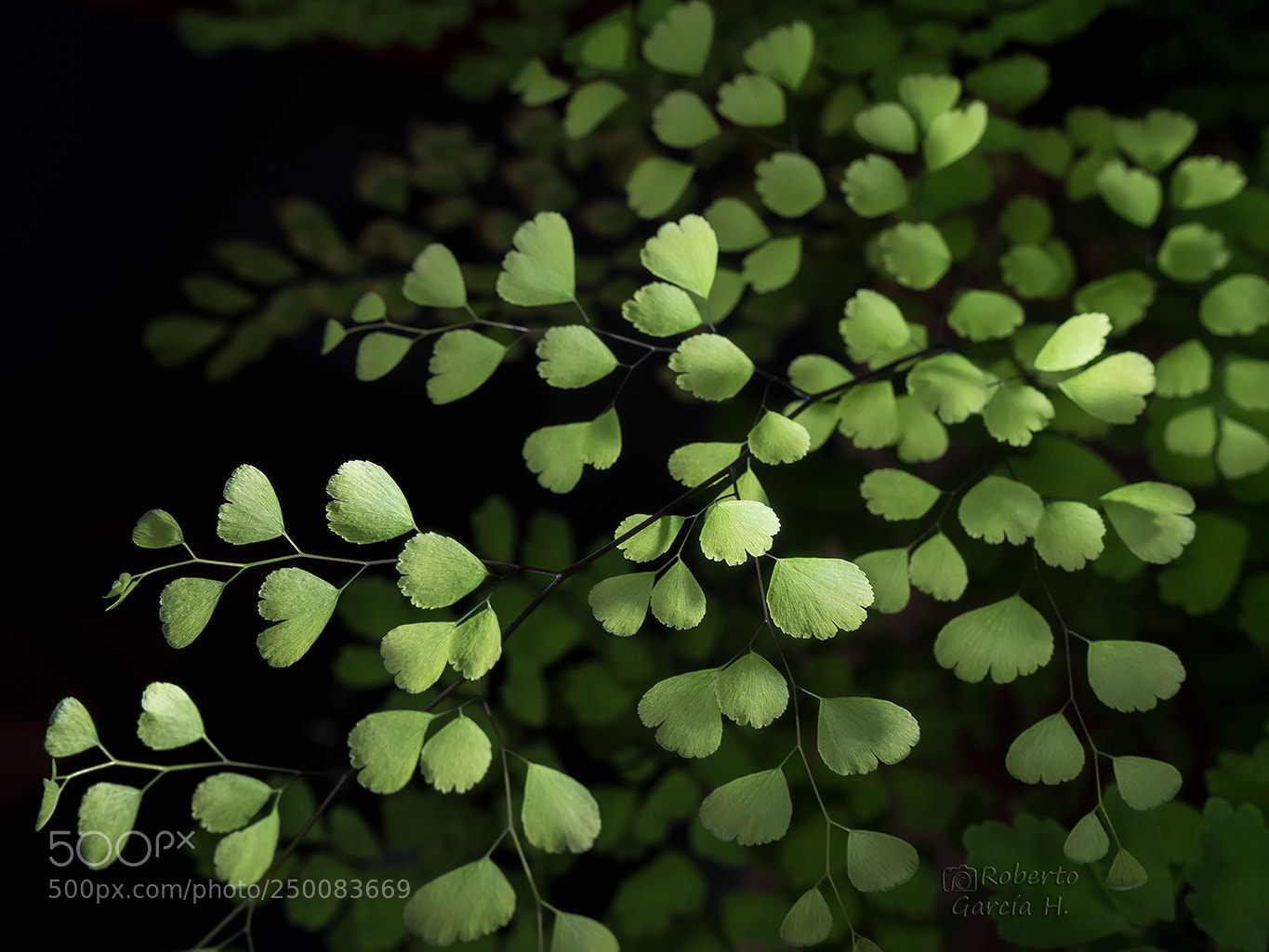 Olympus OM-D E-M1 Mark II sample photo. Adiantum capillus-veneris photography