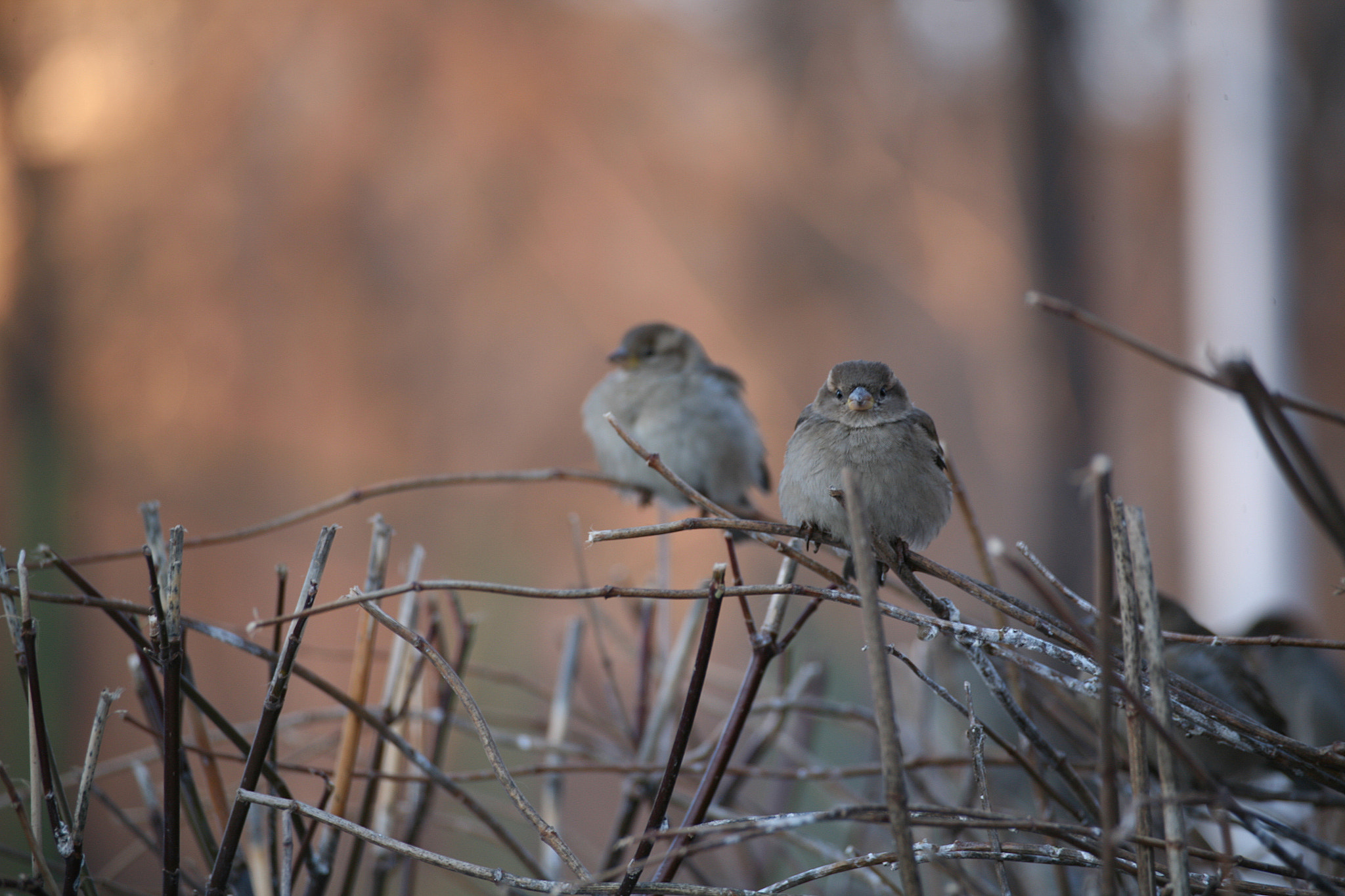 Canon EOS 5D sample photo. р photography