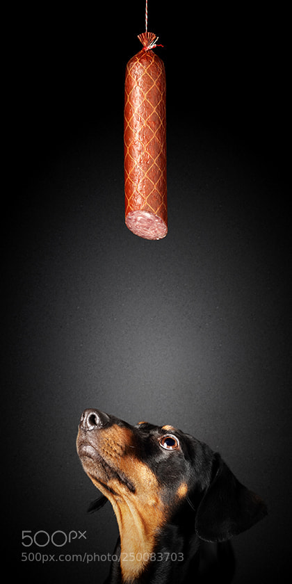 Canon EOS 5DS sample photo. Dachshund looking up at photography