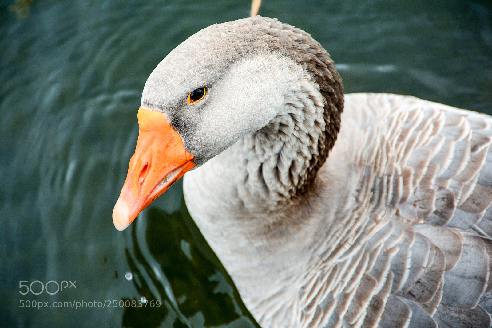 Nikon D7100 sample photo. Goose photography