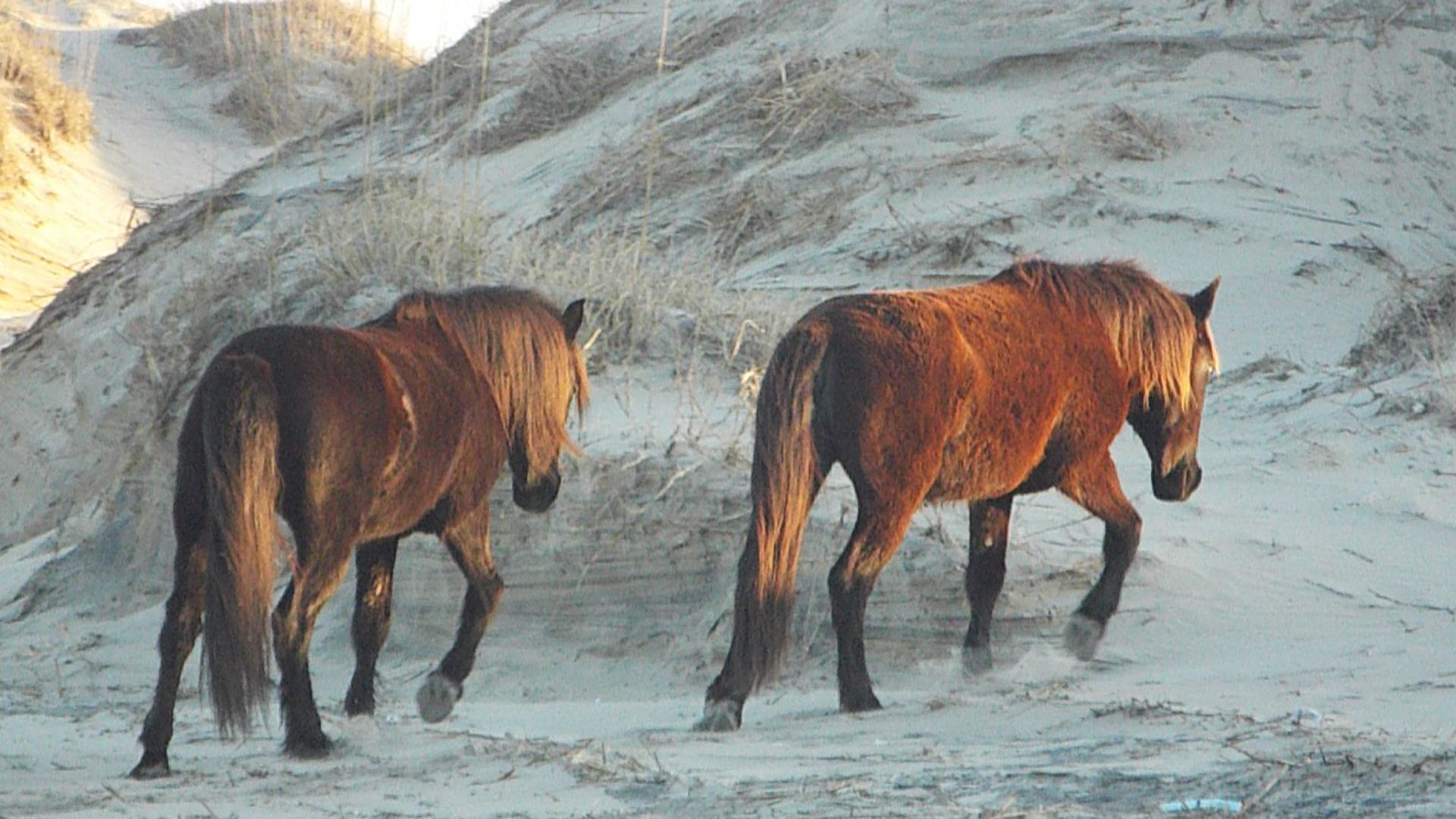 Fujifilm FinePix S9200 S9250 S9150 sample photo. 2 wild horses climb dune photography