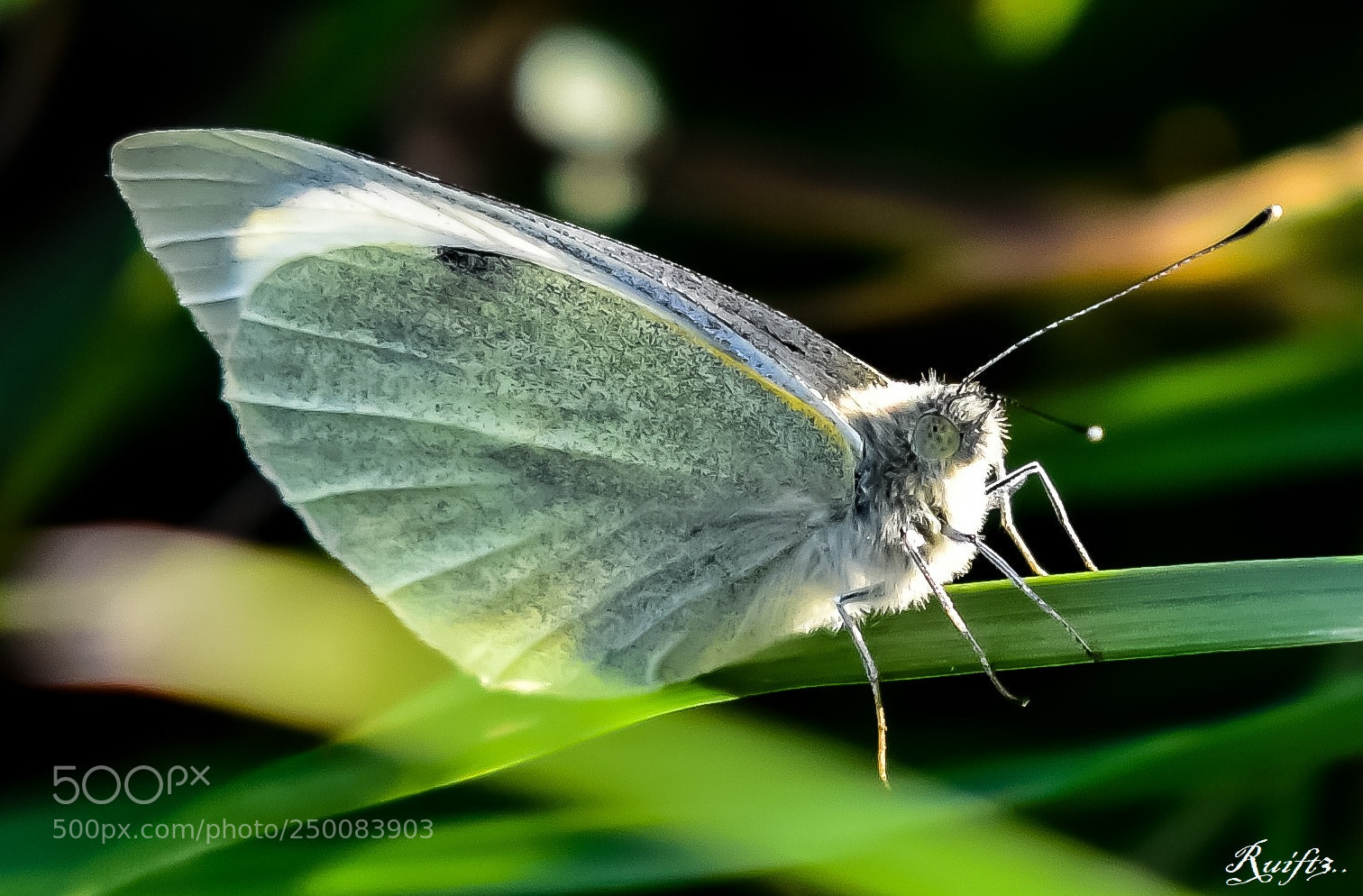 Nikon D5600 sample photo. Butterfly photography