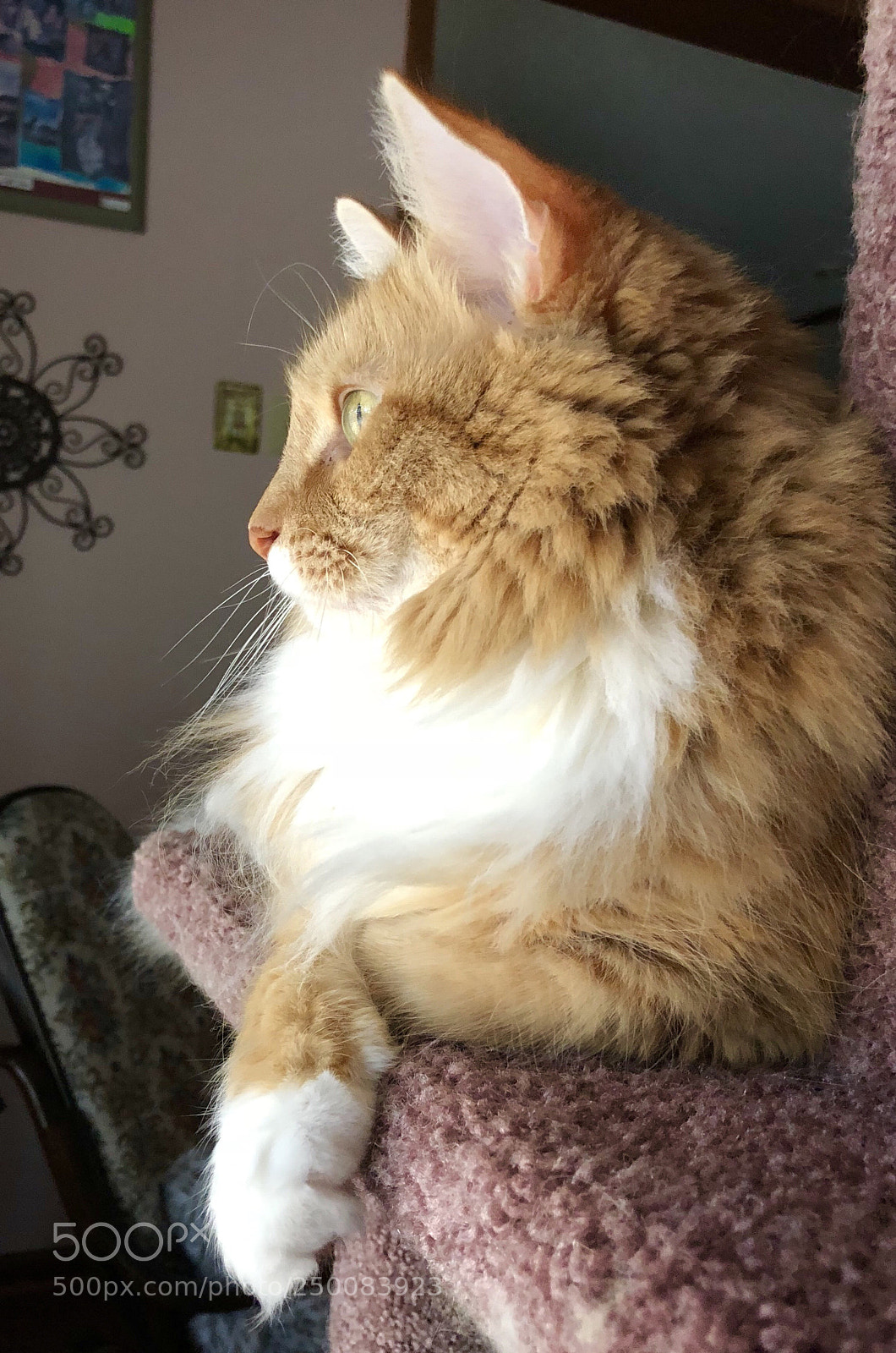 Apple iPhone 8 Plus sample photo. Contemplation photography