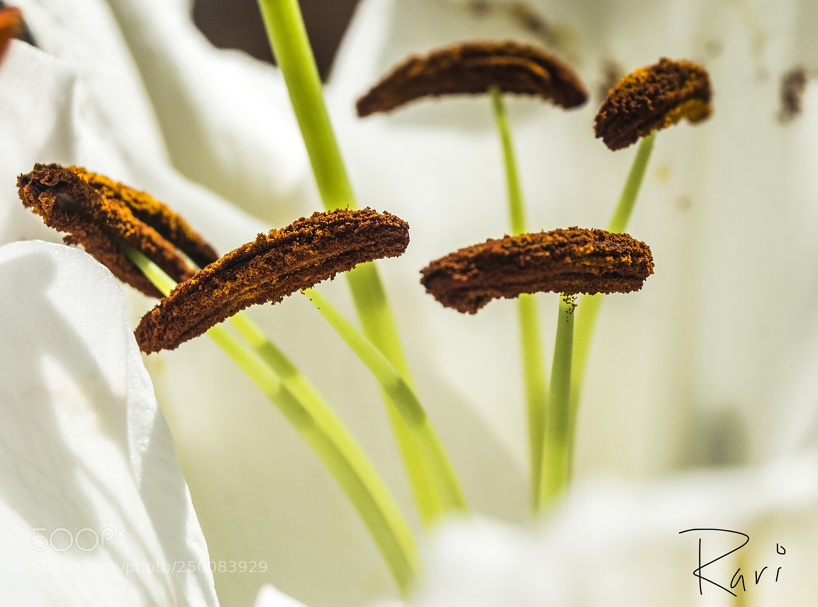 Nikon D5200 sample photo. The pollen grain..... photography