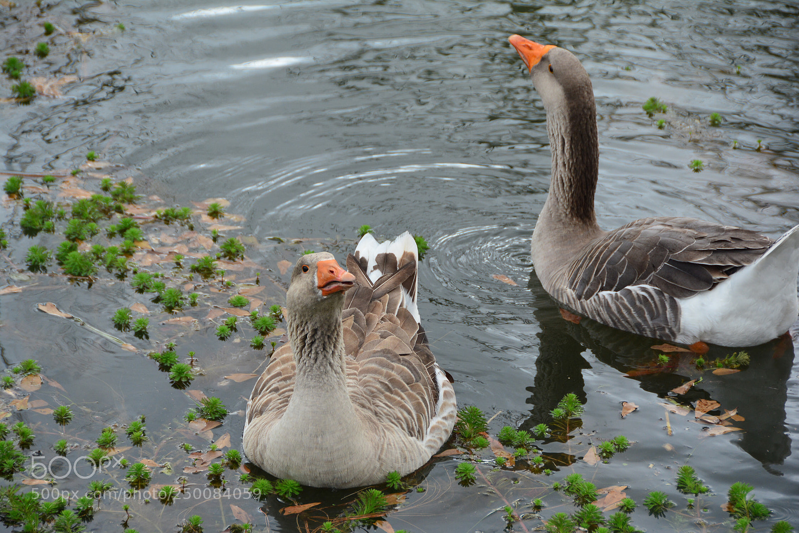 Nikon D7100 sample photo. Mr. & mrs. photography