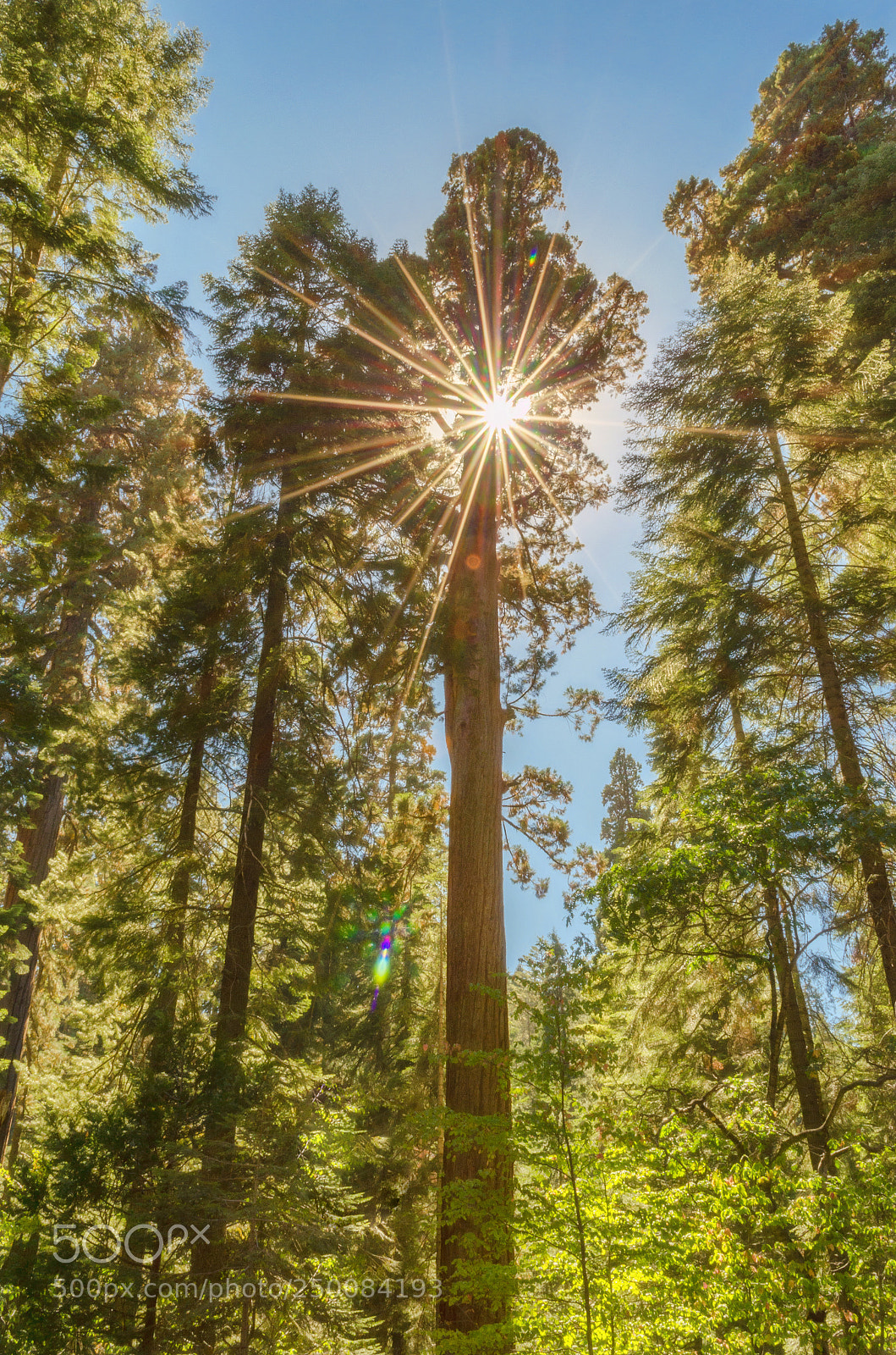 Nikon D5100 sample photo. Sequoia tree photography