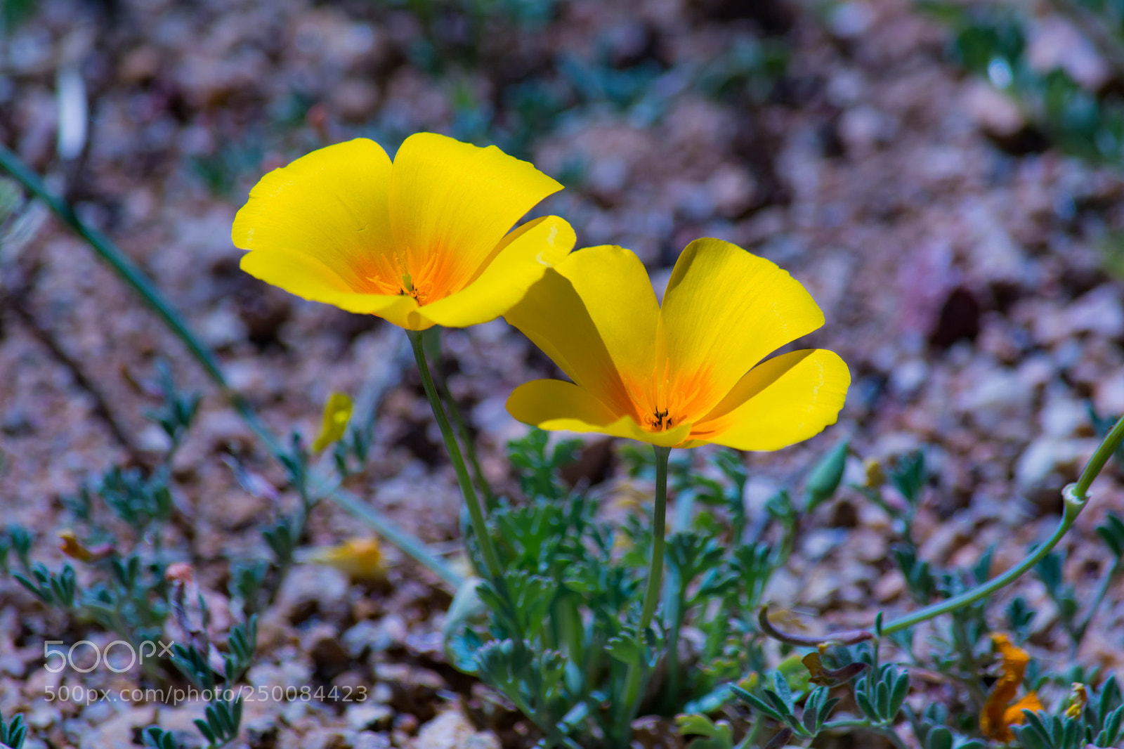 Nikon D7100 sample photo. Desert poppy photography