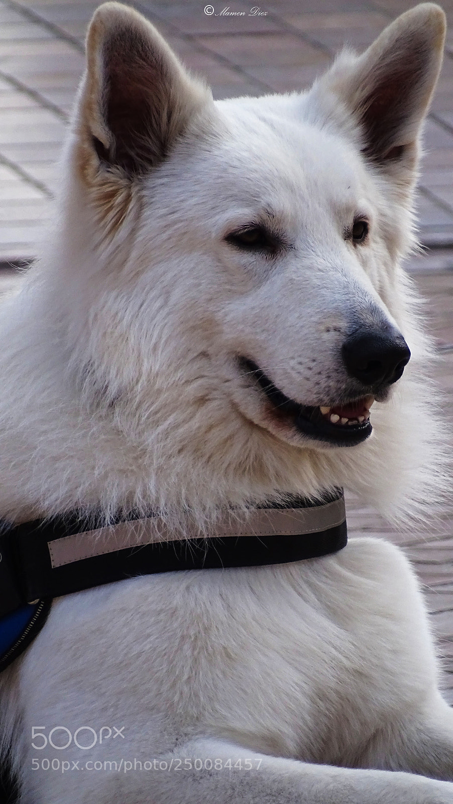 Sony Cyber-shot DSC-HX400V sample photo. Dsc photography
