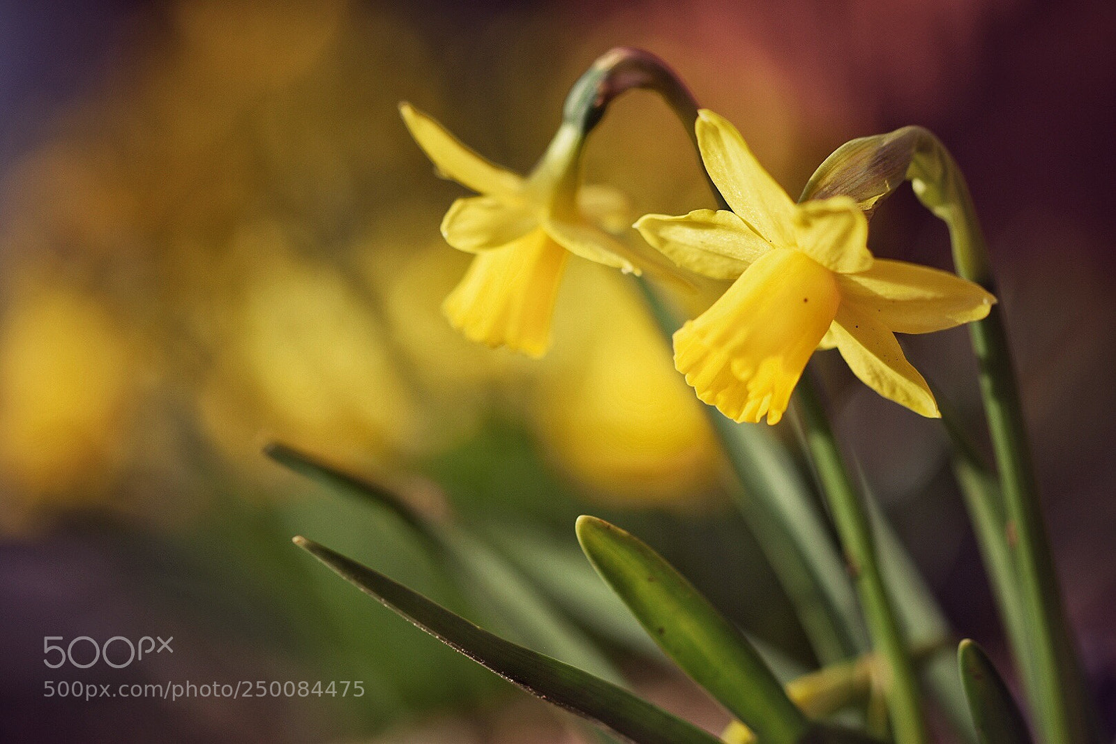 Nikon D5600 sample photo. Daffodils dream photography