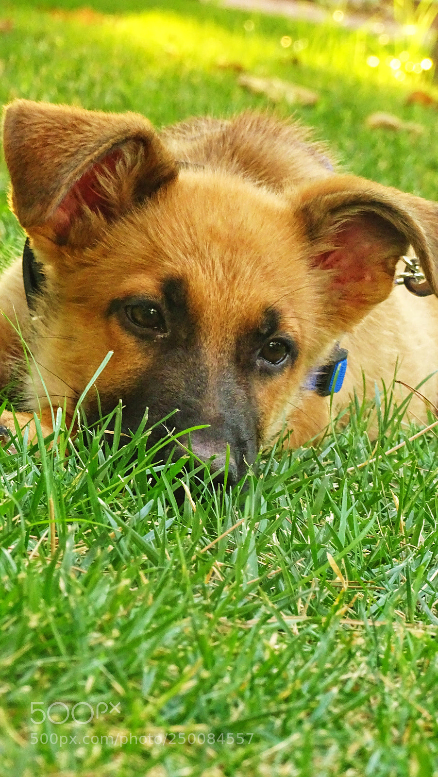 Sony Cyber-shot DSC-HX400V sample photo. Dsc photography