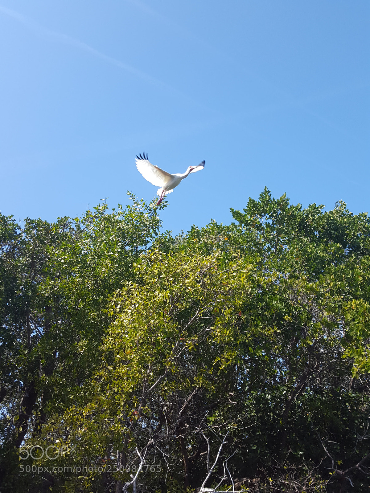 Samsung Galaxy S6 sample photo. Cattle egret? photography
