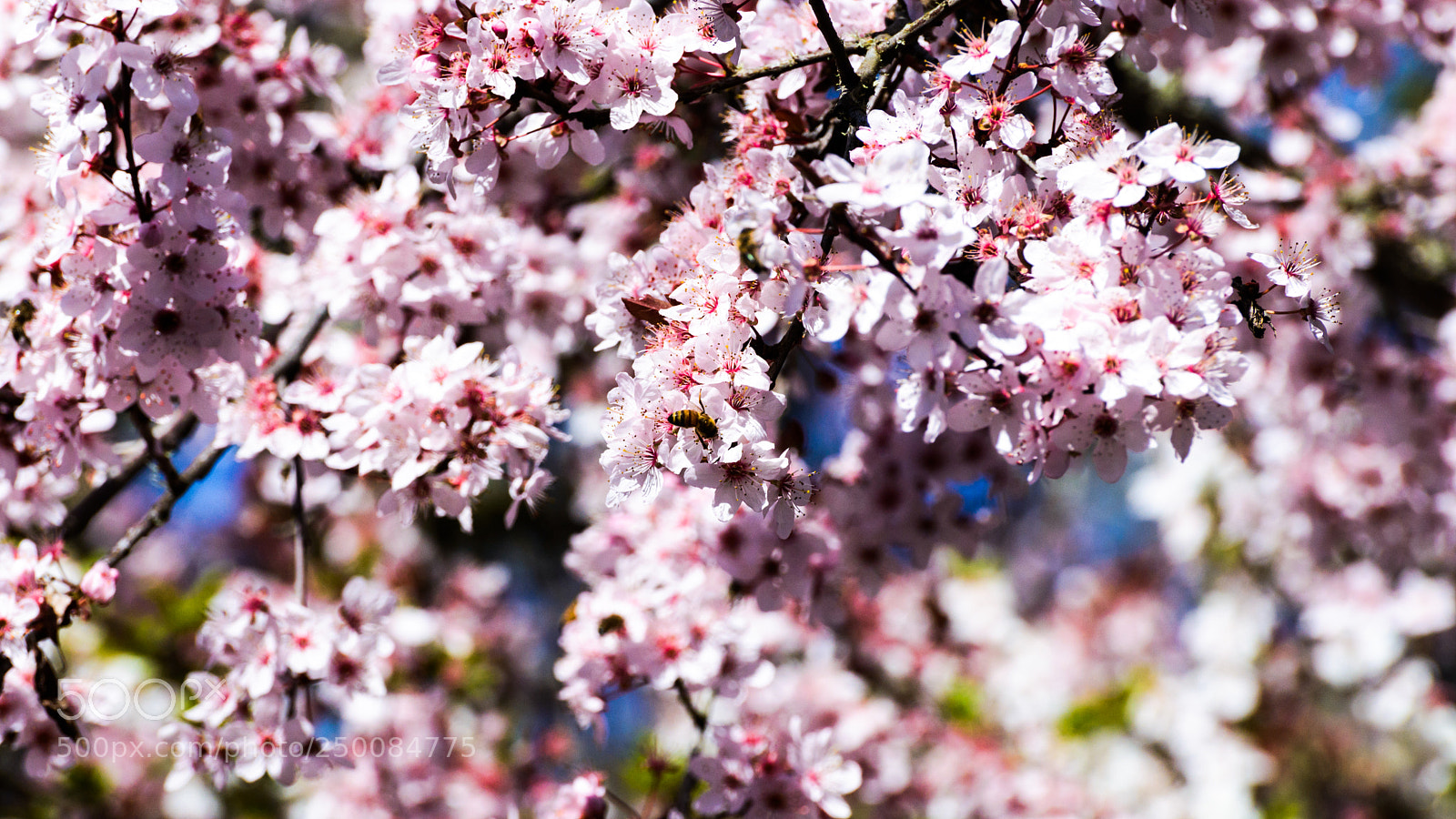 Nikon D800 sample photo. Sakura photography