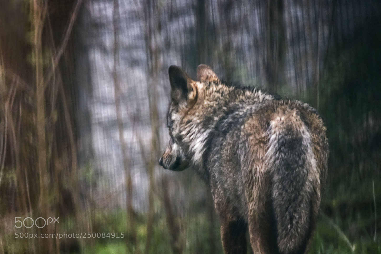 Canon EOS 80D sample photo. Lobo - wolf 2 photography