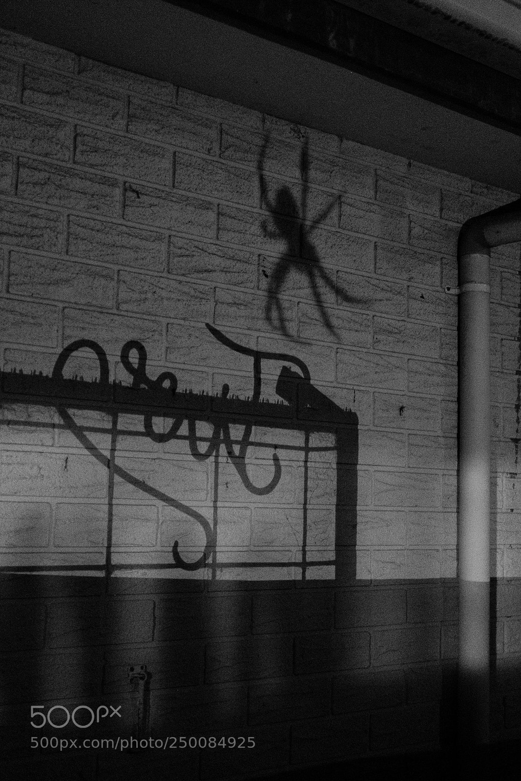 Fujifilm X-T2 sample photo. Spider silhouette photography