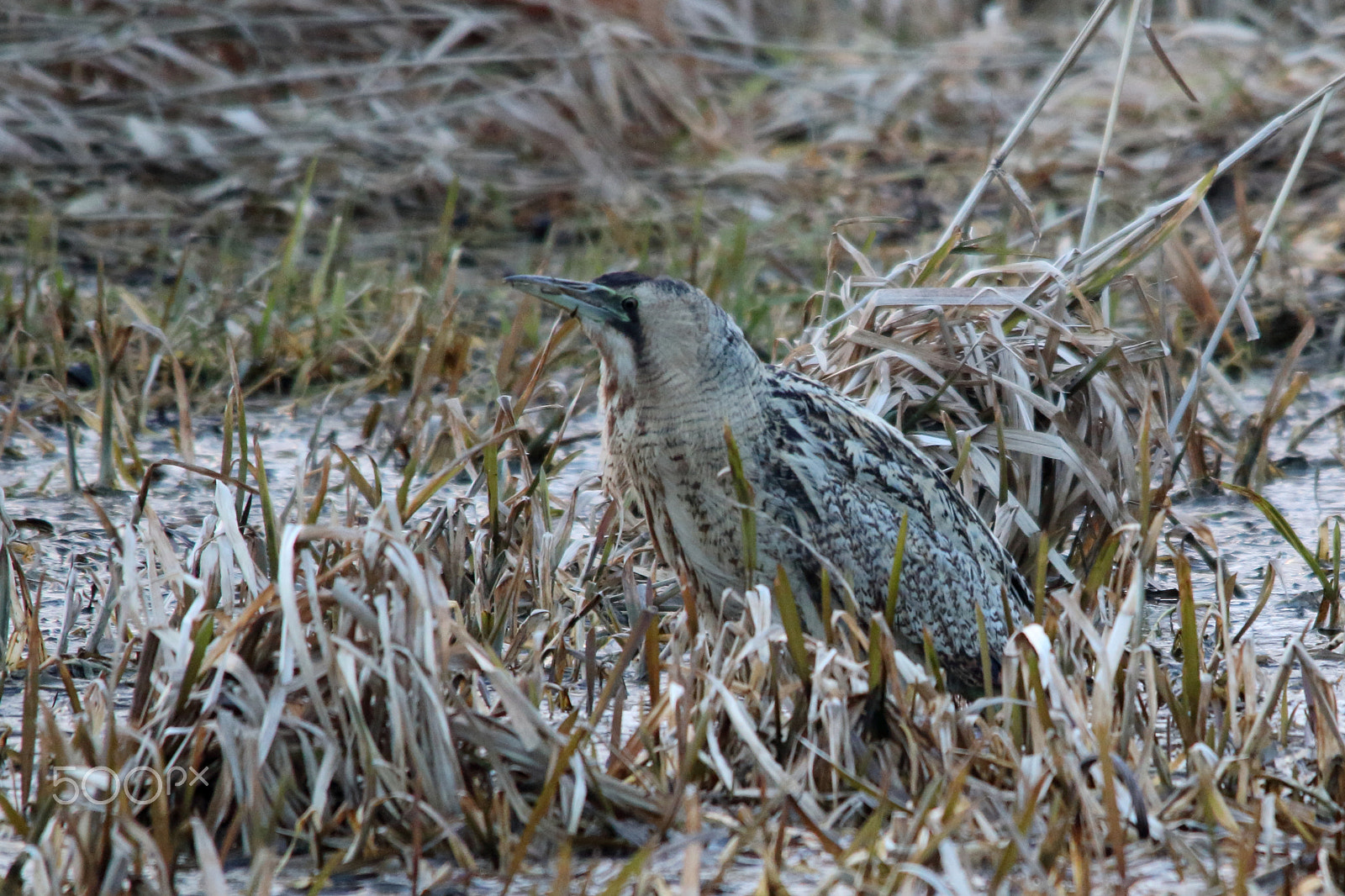 Sigma 150-500mm F5-6.3 DG OS HSM sample photo. Bittern photography