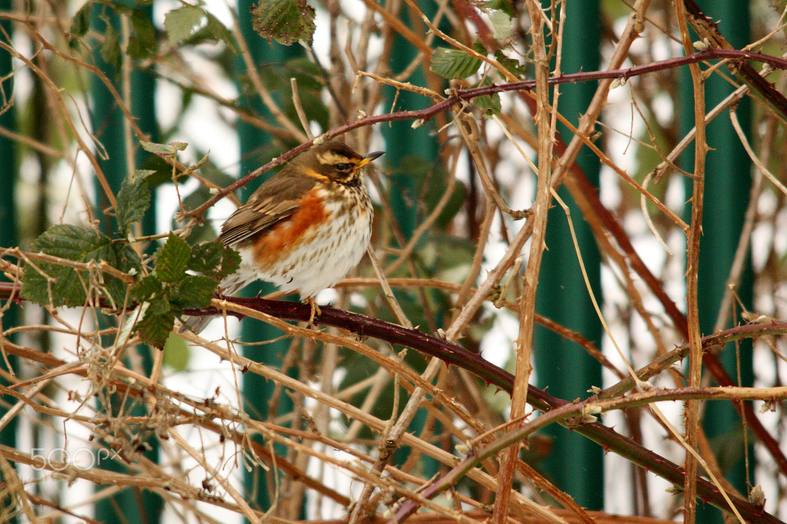 Canon EOS 450D (EOS Rebel XSi / EOS Kiss X2) + Sigma 150-500mm F5-6.3 DG OS HSM sample photo. Redwing photography