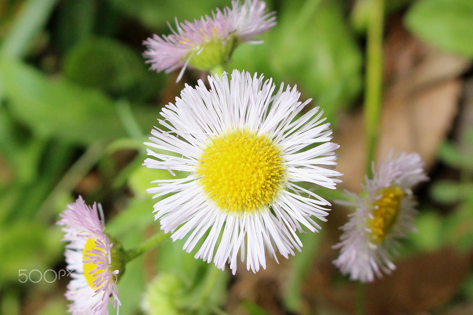 Canon EOS 100D (EOS Rebel SL1 / EOS Kiss X7) sample photo. A spring flower photography