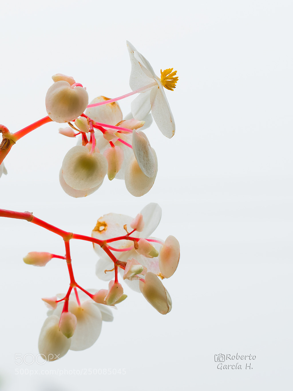 Olympus OM-D E-M1 Mark II sample photo. Begonia photography