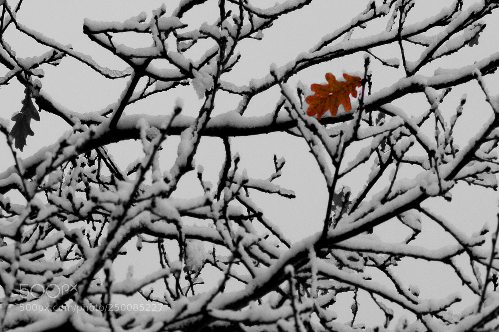 Canon EOS 70D sample photo. Red leaf photography