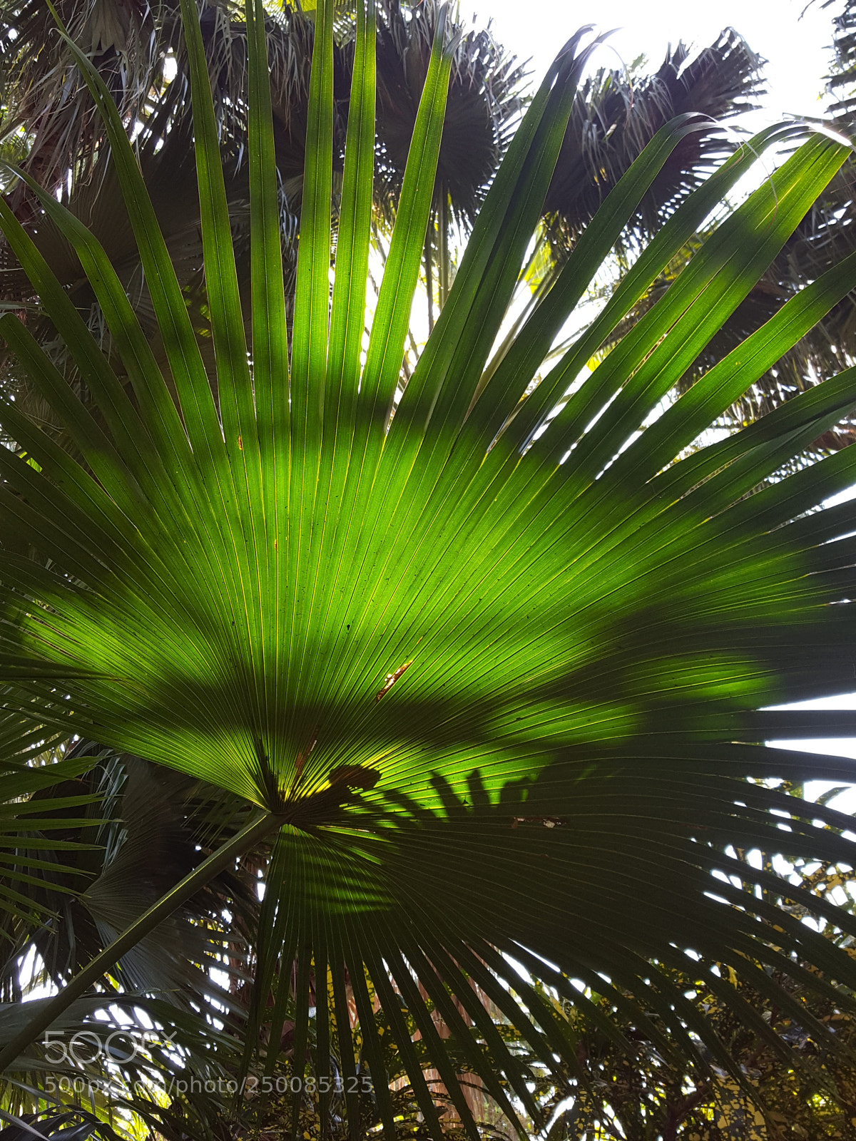 Samsung Galaxy S6 sample photo. Palm leaves photography