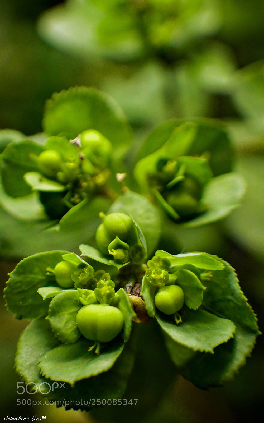 Sony SLT-A65 (SLT-A65V) sample photo. أزهار الربيع - 7 photography