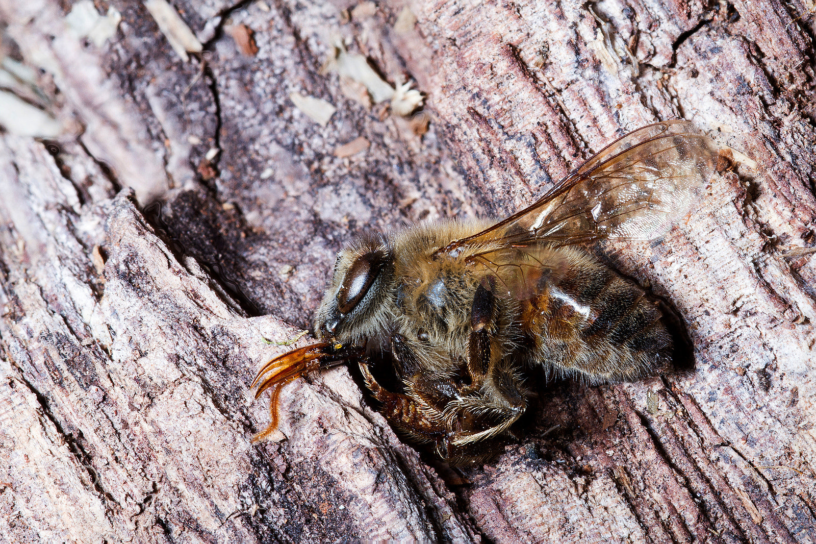 Canon EOS 7D sample photo. Fallen warrior photography