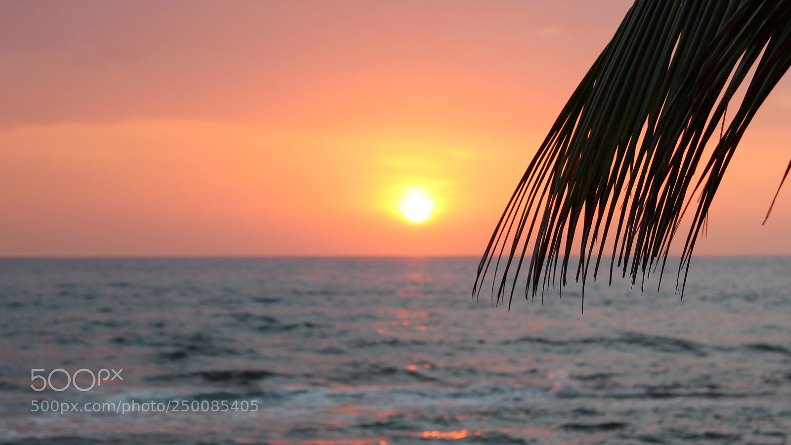 Canon EOS 1300D (EOS Rebel T6 / EOS Kiss X80) sample photo. Palm sunset photography