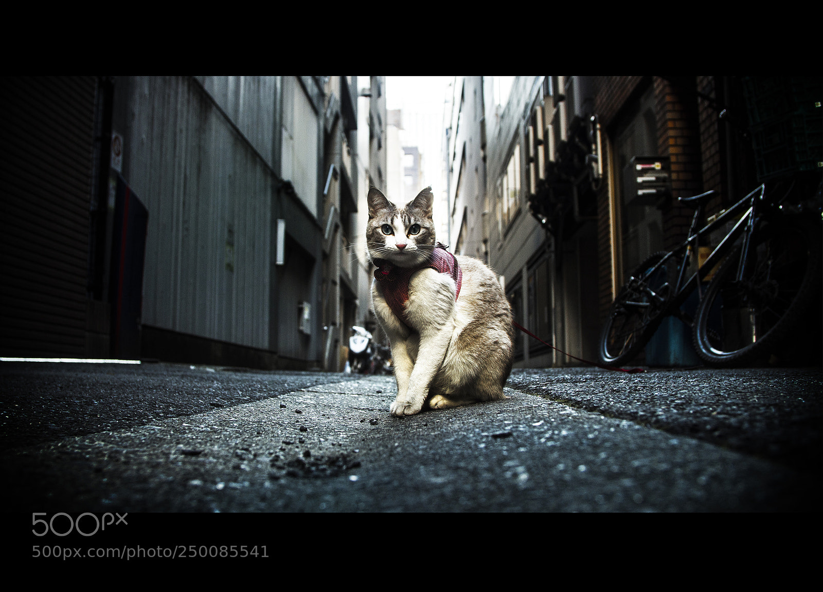 Panasonic Lumix DC-GH5 sample photo. Alley cat. photography