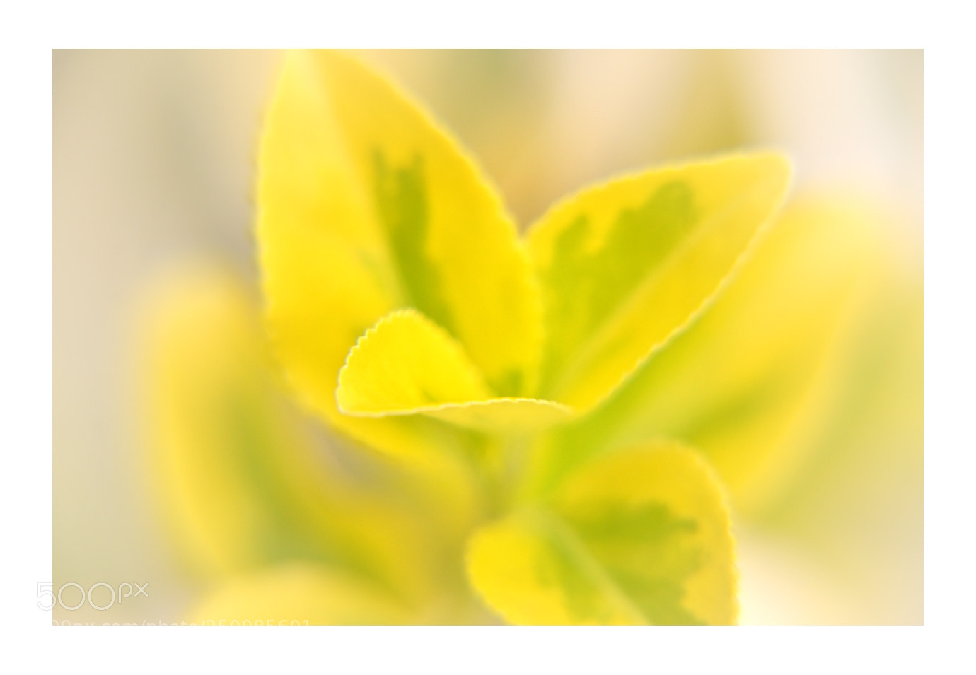Nikon D7000 sample photo. Springtime blooms - no.74 photography