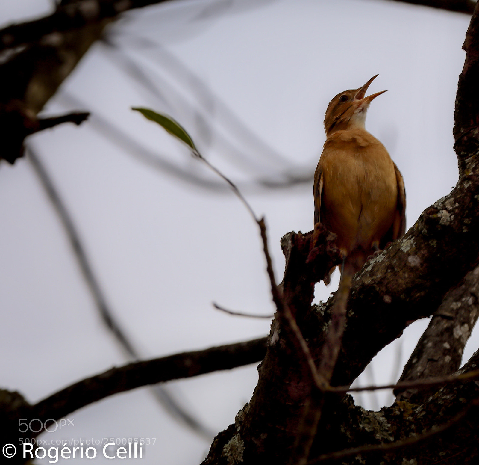 Canon EOS 5D Mark IV sample photo. Nature vibes | birds photography