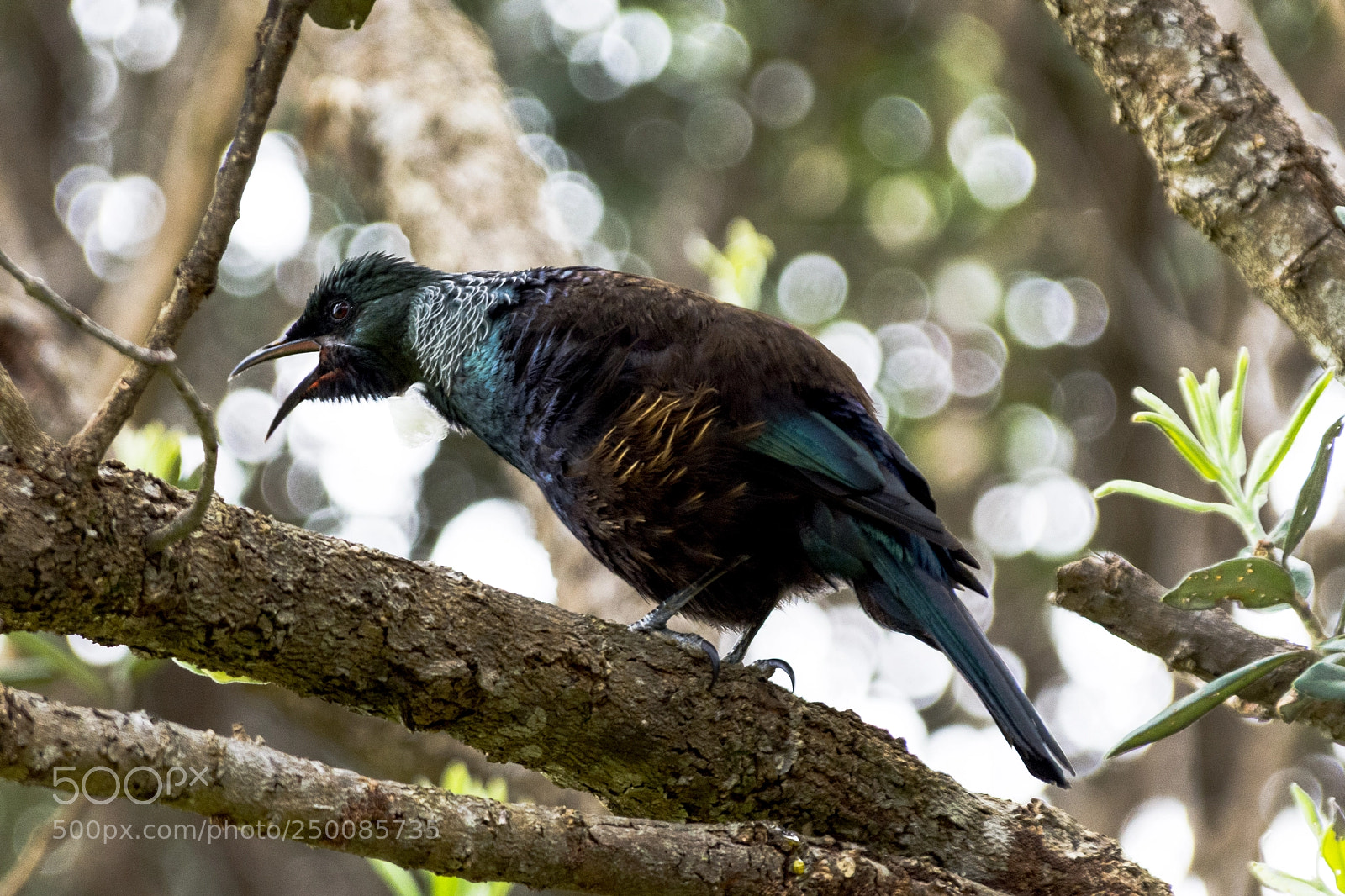 Nikon D7200 sample photo. Tui photography