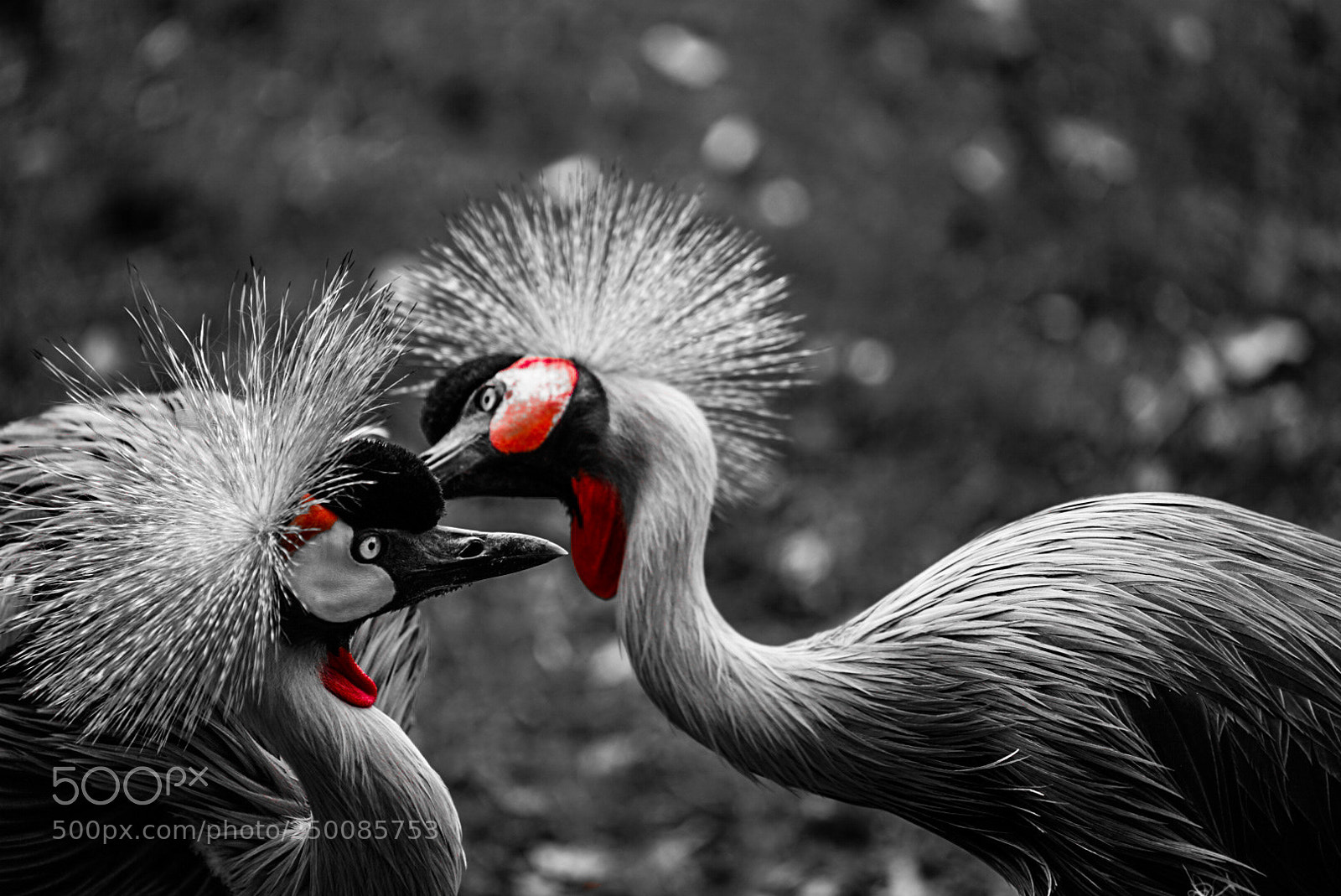 Sony a7 II sample photo. Secretary birds at the photography