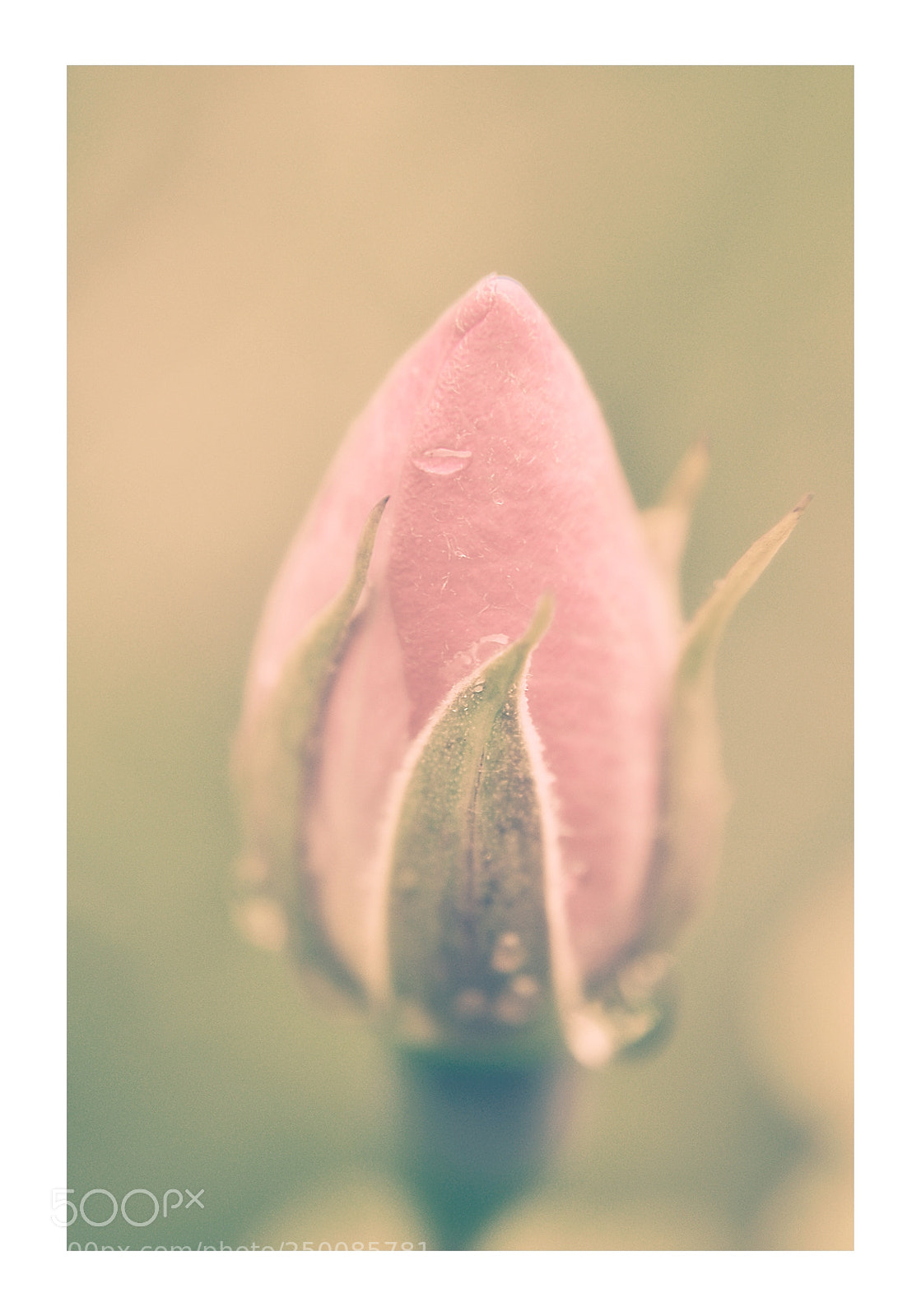 Nikon D5000 sample photo. Springtime rose - no4 photography