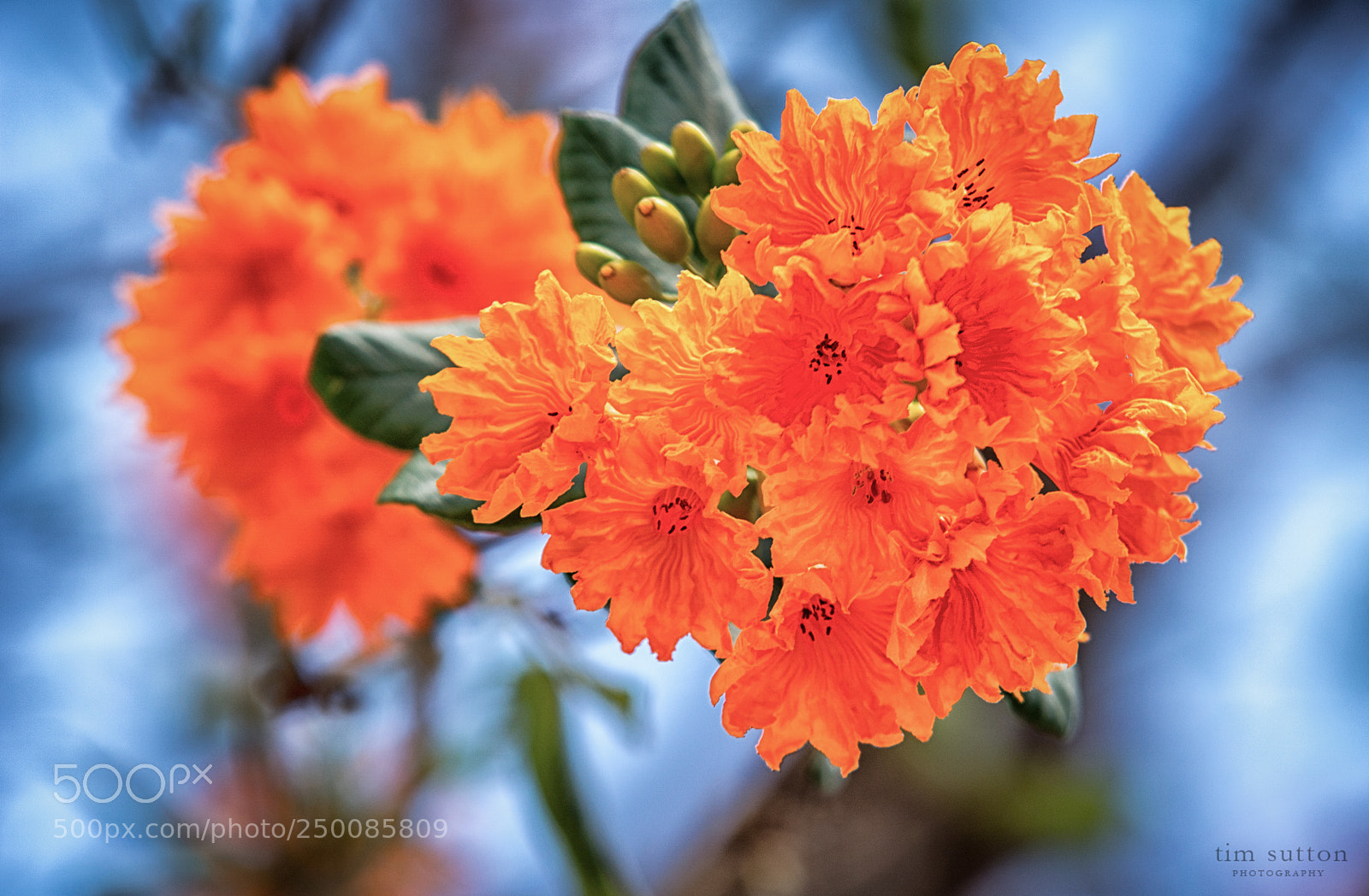 Sony ILCA-77M2 sample photo. Flowering tree at chich photography
