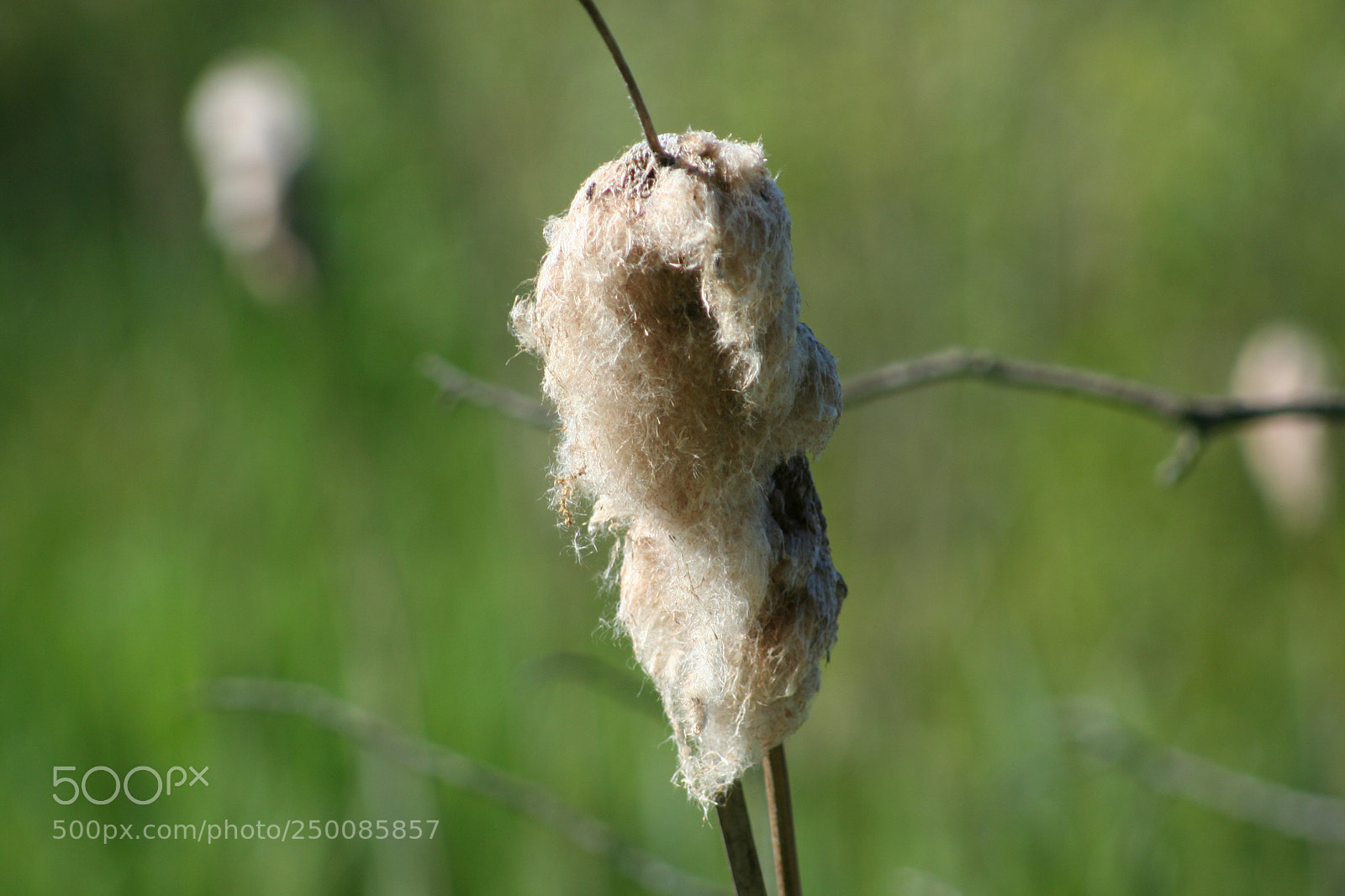 Canon EOS 350D (EOS Digital Rebel XT / EOS Kiss Digital N) sample photo. Cattail in the wind photography