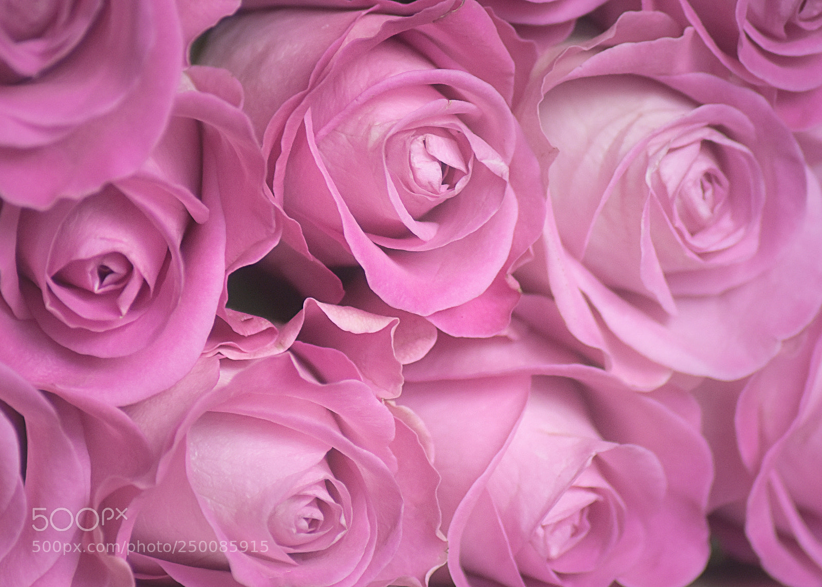 Nikon D5600 sample photo. Soft pink roses photography