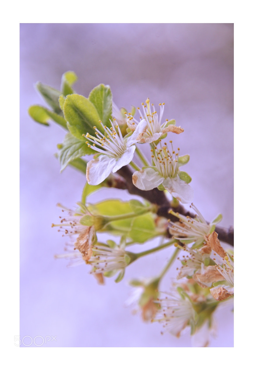 Nikon D7000 sample photo. Springtime cherry blossoms photography