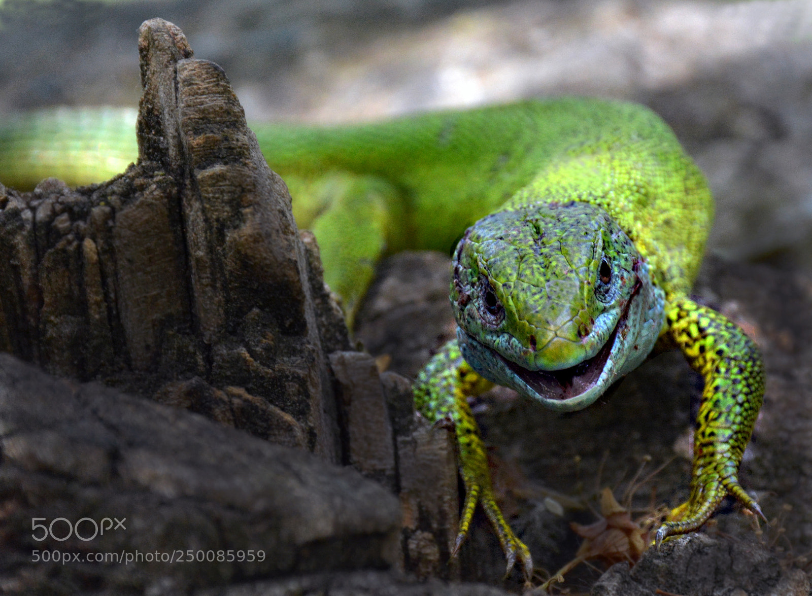Nikon D5200 sample photo. Lizard 2 photography