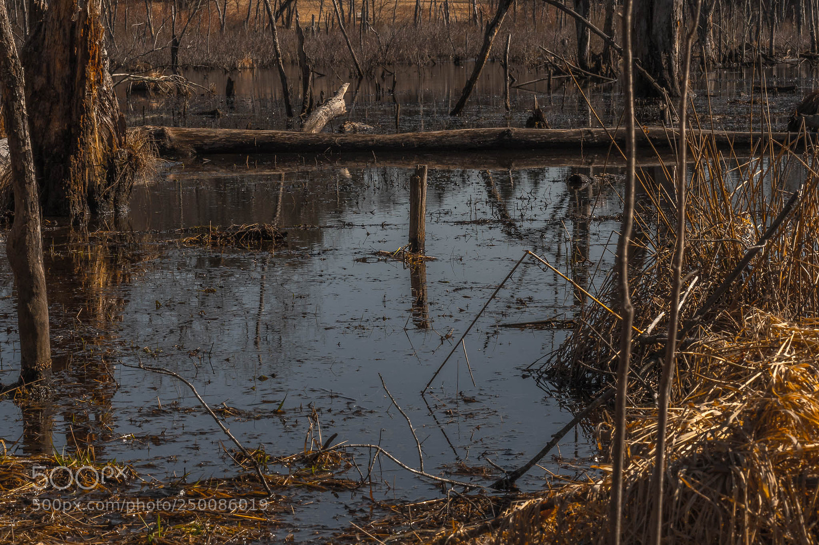 Nikon D7500 sample photo. App setting photography