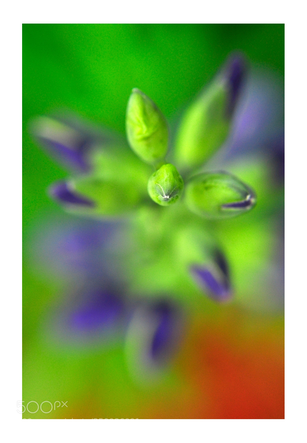 Nikon D5000 sample photo. Springtime blooms - no.154 photography